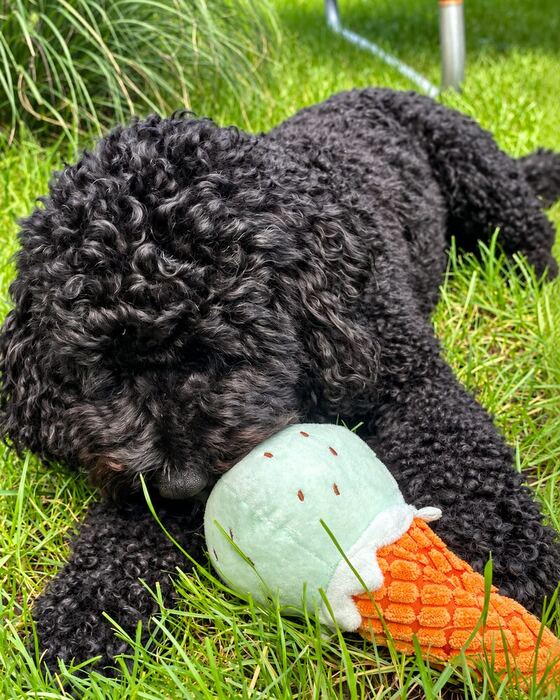 Blije hond in het gras met speelgoed uit de box