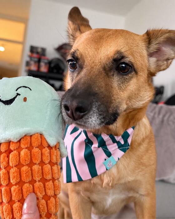 Hond met het hondenijsje uit de box