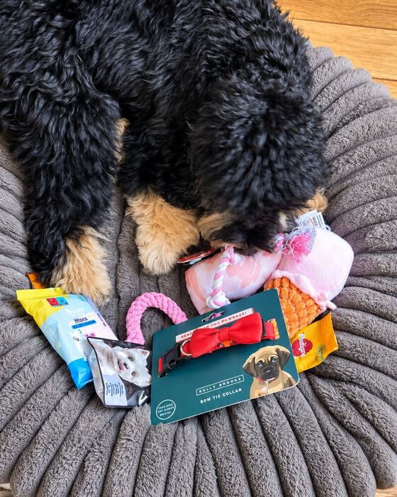 Hond in zijn mand met nieuw speelgoed