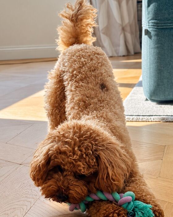 Hond met een touw uit de verrassingsbox
