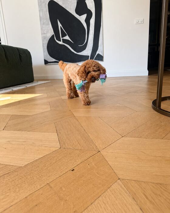 Hond in de woonkamer met de uitgepakte box