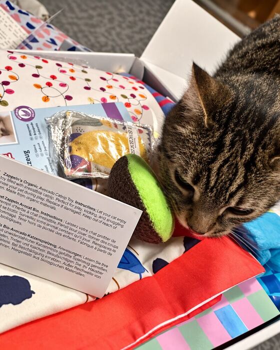 Kat die meteen in de verrassingsbox is gaan liggen