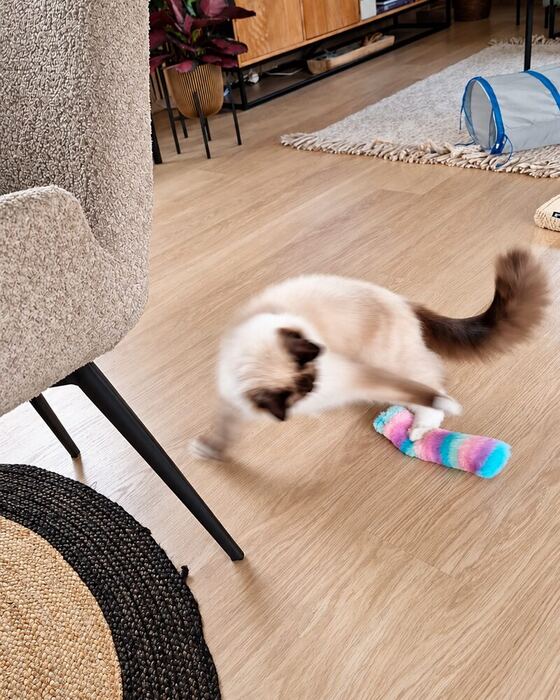 Ragdoll kat bij haar verrassingsbox